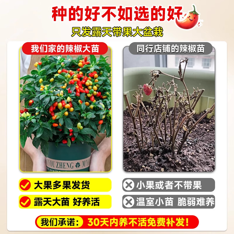 辣椒盆栽带果朝天椒泡椒可食用七彩五彩椒苗室内阳台绿植花卉盆栽,淘宝优惠券,粉丝福利购,淘宝优惠卷