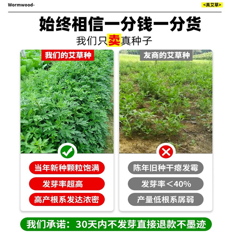 艾草种籽食用青团艾叶野生药用大叶种子驱蚊艾蒿阳台庭院四季种植 - 图2