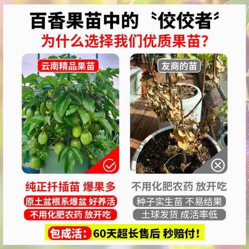 百香果树果苗四季结果广西纯甜九号好养特大号苗黄金钦蜜9号大苗 - 图3