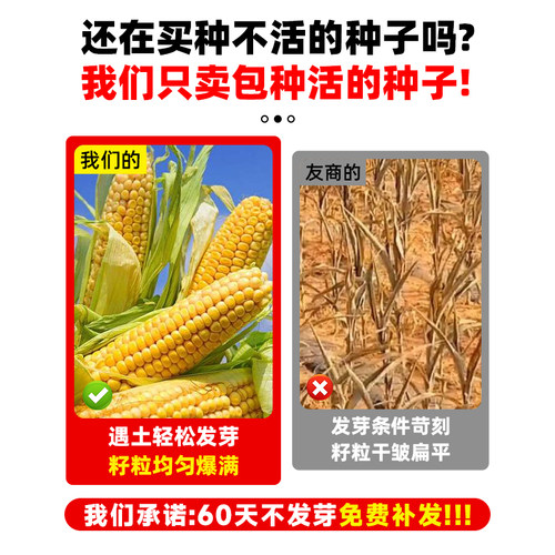 东单6531杂交玉米种子国审大棒高产稳产抗病大田优质玉米种籽孑 - 图2