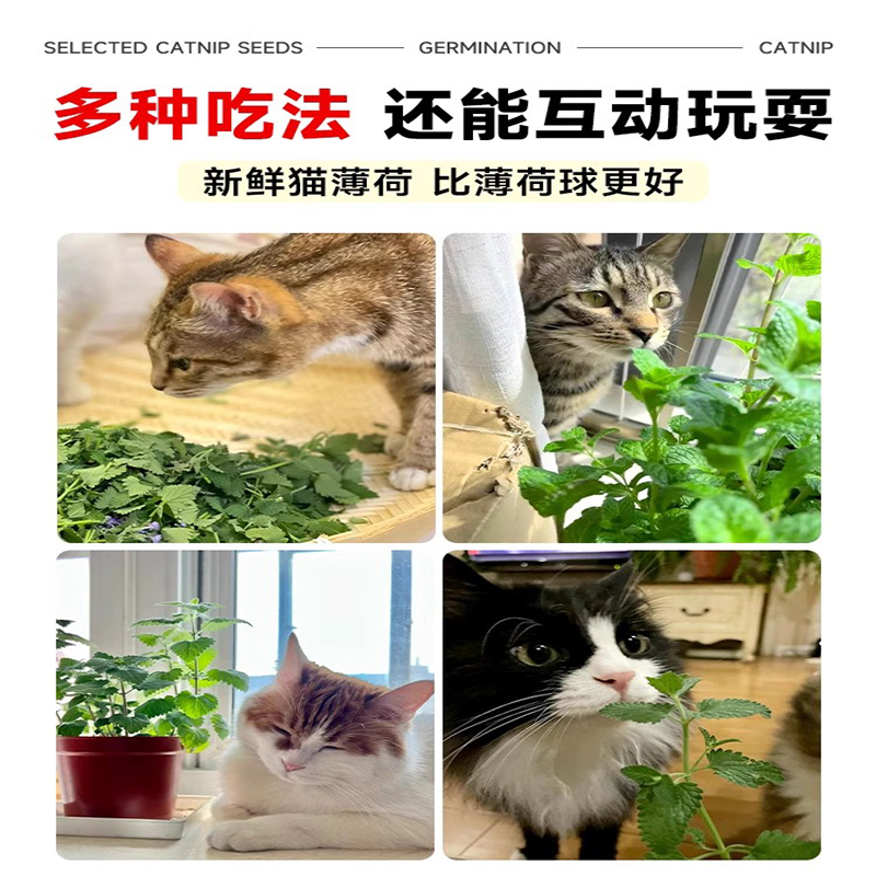 猫薄荷种子可食用薄荷种籽子四季种植香水留兰香猫草阳台易活盆栽 - 图3