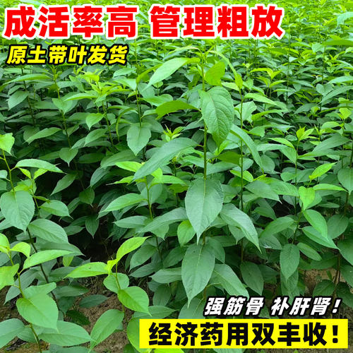 药用杜仲树苗中草药连翘药材种植苗庭院耐寒地栽四季果树果苗盆栽 - 图2