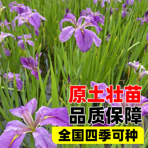 常绿水生鸢尾蓝花鸢尾花菖蒲常绿菖蒲耐寒水生植物四季常绿浮岛 - 图1