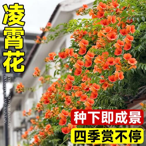 凌霄花苗爬藤植物春秋开花耐寒耐热炮仗花苗阳台庭院花植物凌霄花 - 图0