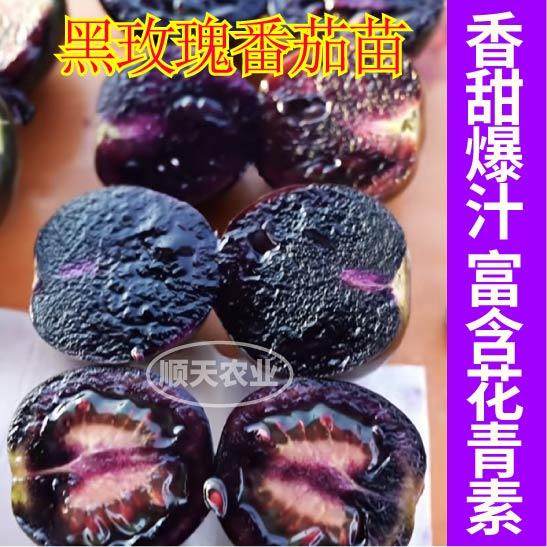 寿光黑紫色黑玫瑰番茄苗秧爆甜多汁圣女果小西红柿四季盆栽种子,淘宝优惠券,粉丝福利购,淘宝优惠卷