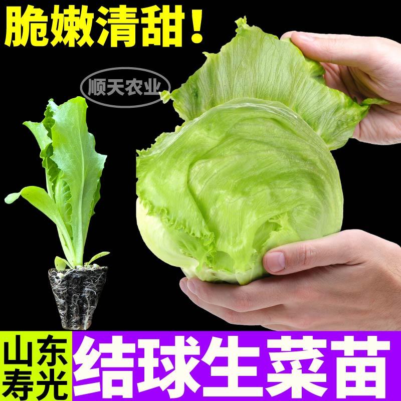 抗病高产汉堡生菜结球生菜苗秧大速奶油直立红皱生菜种子四季盆栽 - 图2