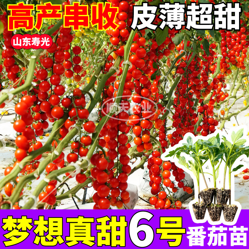 梦想真甜6号番茄苗秧四季高产白黑黄红千禧圣女果种子阳台盆栽,淘宝优惠券,粉丝福利购,淘宝优惠卷
