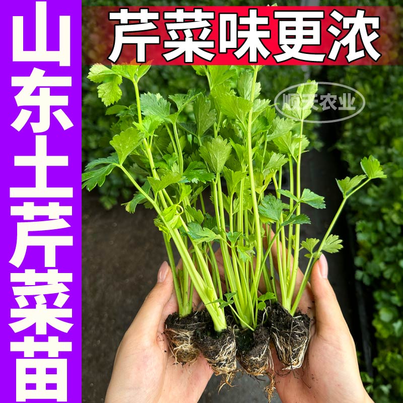 山东寿光土芹菜苗秧西芹香芹红香芹种子味浓高产正宗芹菜苗带土球