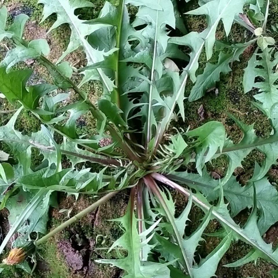 当季新鲜蒲公英南通野生婆婆丁黄花菜现挖现发坏单包赔纯天然绿色