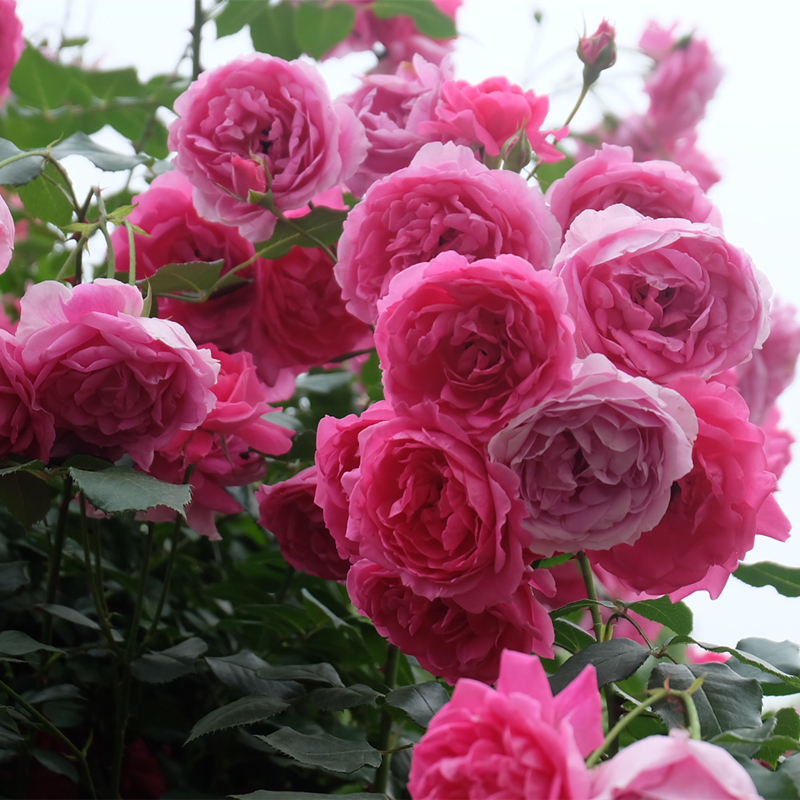 大游行藤本月季花苗阳台玫瑰花卉爬墙植物四季开大花爬藤浓香蔷薇-图3