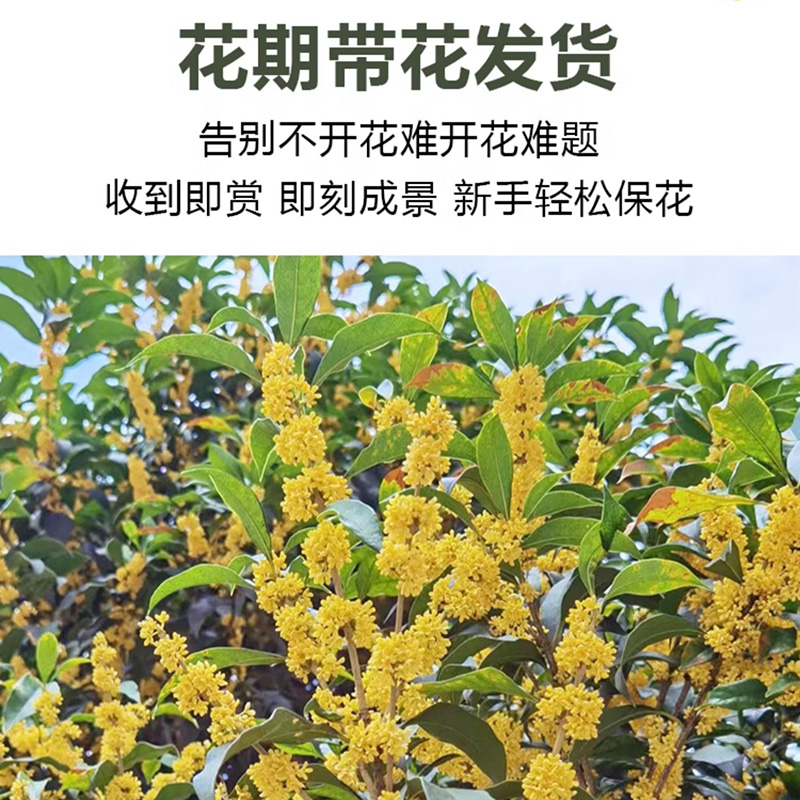 桂花盆栽室内客厅四季桂花绿植金桂树苗花卉浓香型阳台四季开花 - 图0