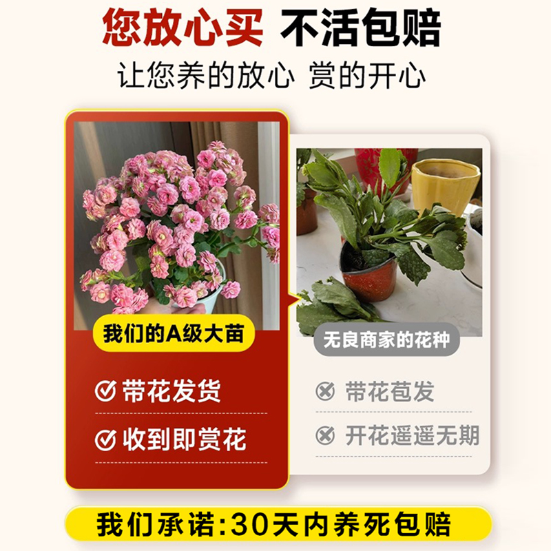 长寿花盆栽金狐狸带花苞重瓣大花苗室内阳台四季花卉老桩多肉植物