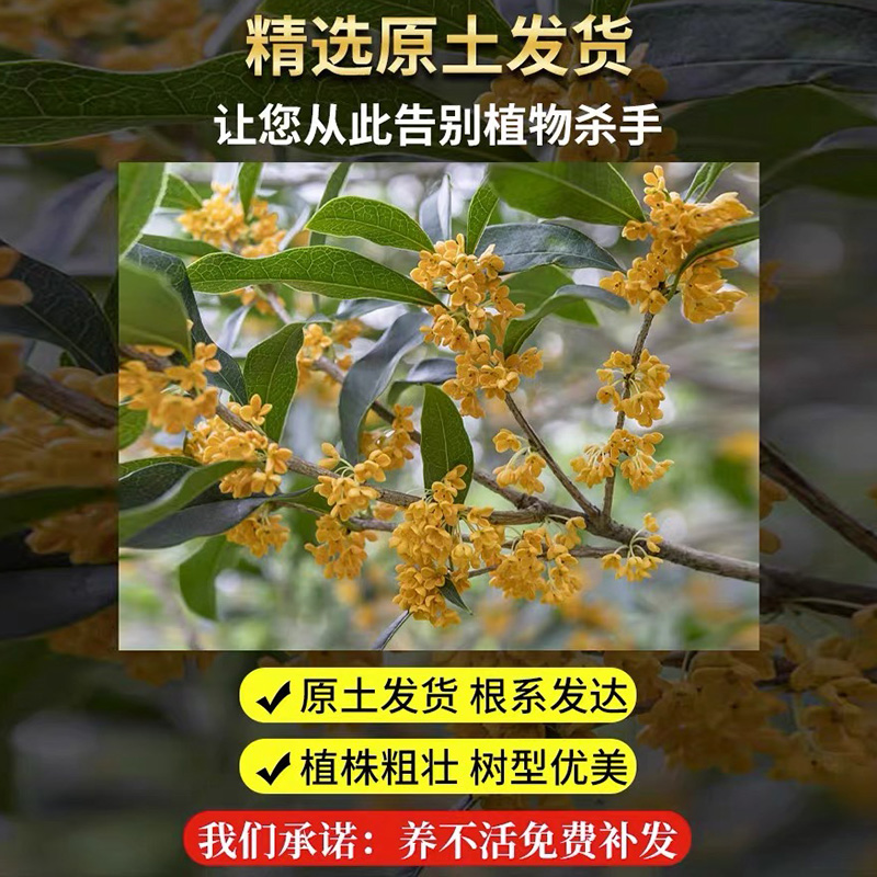 桂花盆栽室内客厅四季桂花绿植金桂树苗花卉浓香型阳台四季开花 - 图1