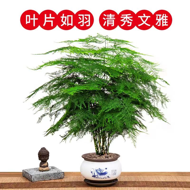 文竹盆栽办公室好养绿植特大云竹室内中式禅意小盆景四季常青植物