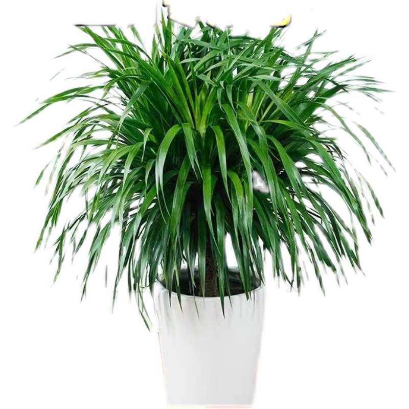 龙须树盆栽室内客厅大型绿植四季常青多头龙血树好养净化空气盆景,淘宝优惠券,粉丝福利购,淘宝优惠卷