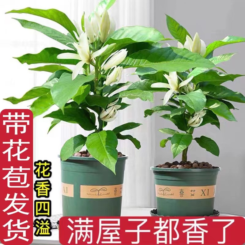 玉兰花树苗老桩带花苞白兰花盆栽室内庭院浓香型花卉四季开花植物