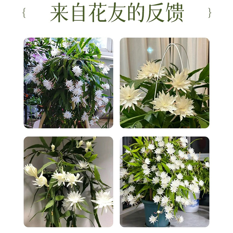 小叶昙花盆栽室内四季好养花卉盆景夜来香花树苗阳台浓香型绿植物-图2