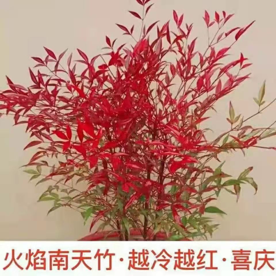火焰南天竹老桩盆景水养庭院阳台耐寒植物南天竹室内客厅竹子盆栽 翠晶恋人旗舰店 淘优券