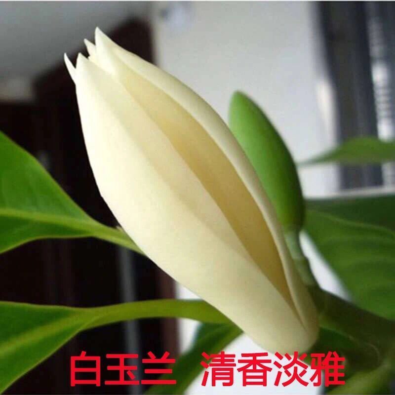 玉兰花树苗老桩带花苞白兰花盆栽室内庭院浓香型花卉四季开花植物-图2