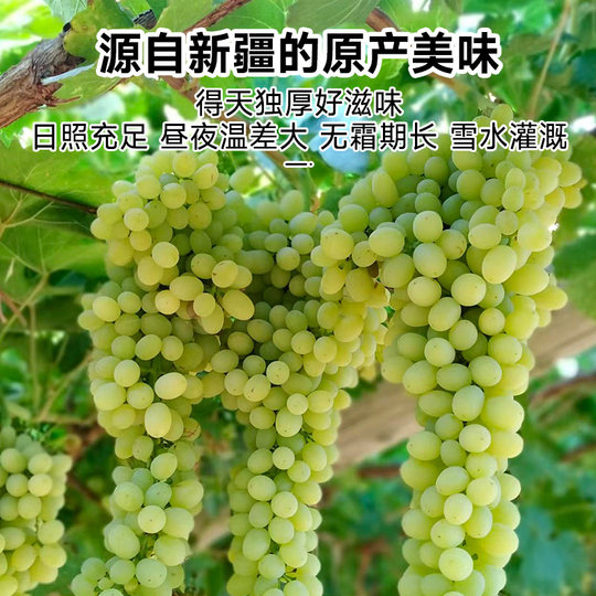 拾味爸爸有机红绿香妃葡萄干新疆特产果脯蜜饯即食水果干休闲零食