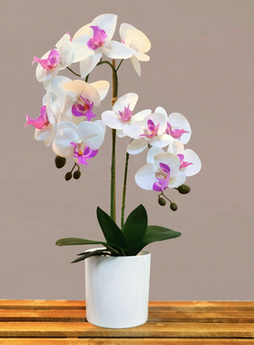 仿真花蝴蝶兰手感假花盆