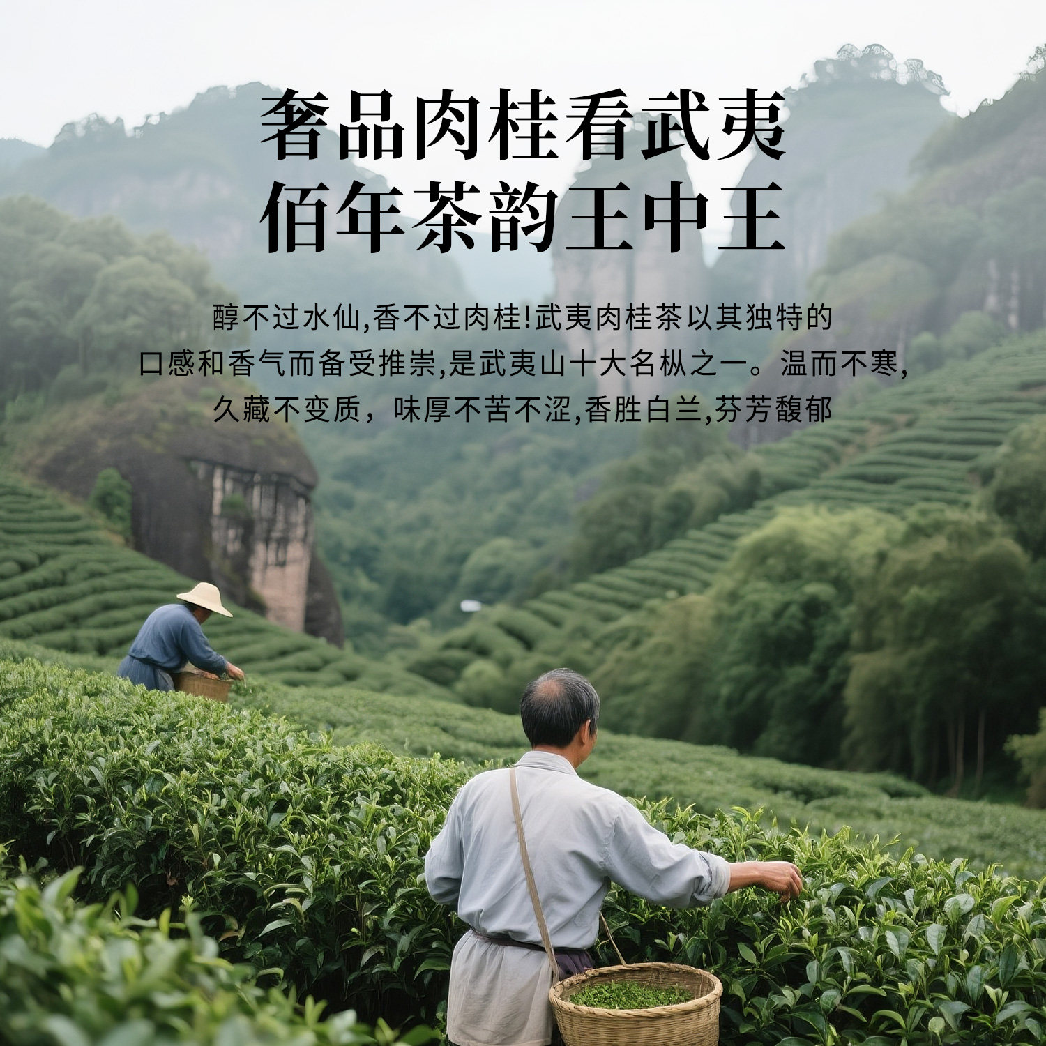 陈一凡肉桂茶武夷岩茶叶特级果香浓香肉桂乌龙茶桂味武夷山高山茶,淘宝优惠券,粉丝福利购,淘宝优惠卷