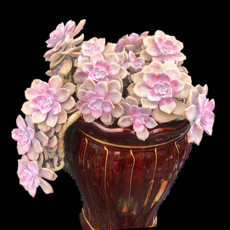 紫乐小老桩多肉植物组合肉肉套餐华丽风车绿植盆栽办公室粉色花卉,淘宝优惠券,粉丝福利购,淘宝优惠卷