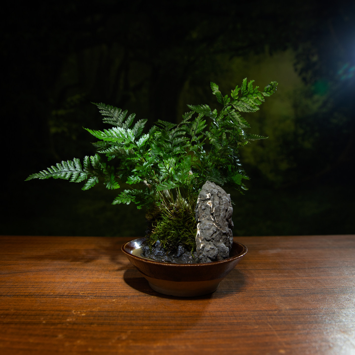 狼尾蕨盆景自吸水中式禅意茶台室内桌面绿植景观盆栽喜阴喜水易养,淘宝优惠券,粉丝福利购,淘宝优惠卷