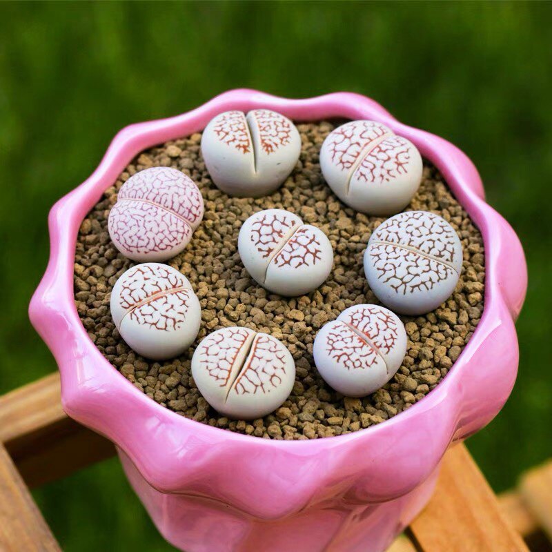 绫耀玉超大母本大白岛田生石花多肉植物番杏组合石头花pp