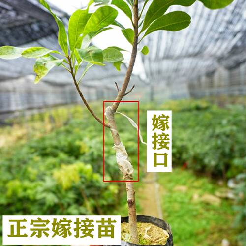 正宗杨梅树苗东魁黑炭软丝嫁接特大果树苗带土盆栽地栽南北方种植 - 图2