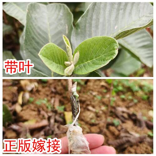 广西红宝石无籽少籽芭乐树苗正宗四季红肉红心嫁接番石榴易种带土 - 图1