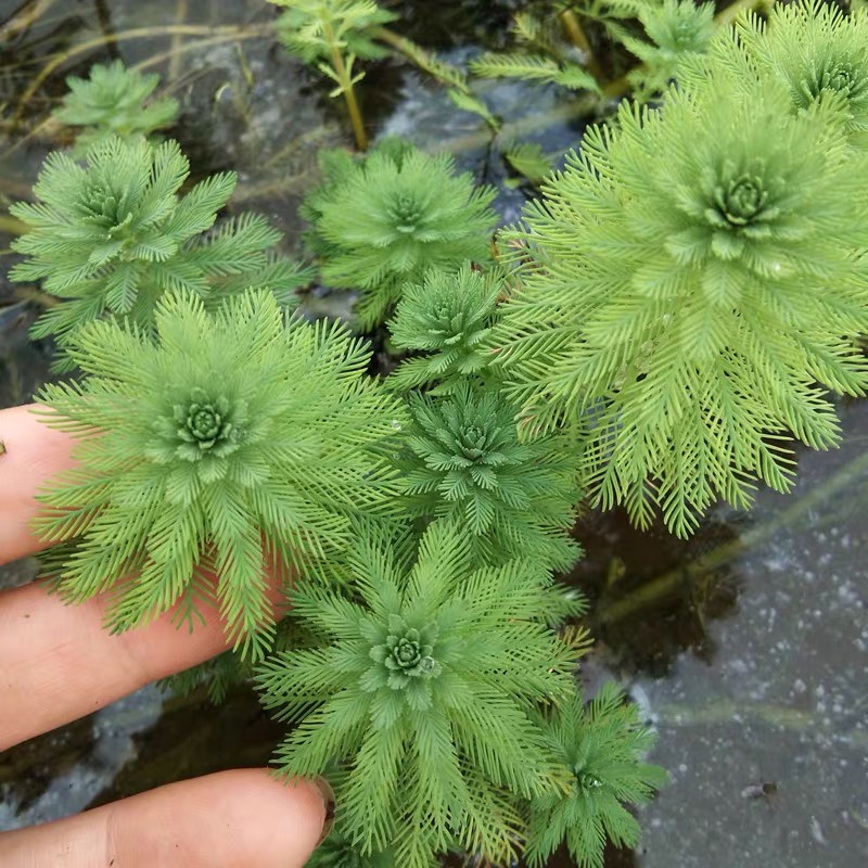 狐尾草狐尾藻挺水植物养殖鱼虾蟹园林景观庭院鱼塘池净化水质水草-图0