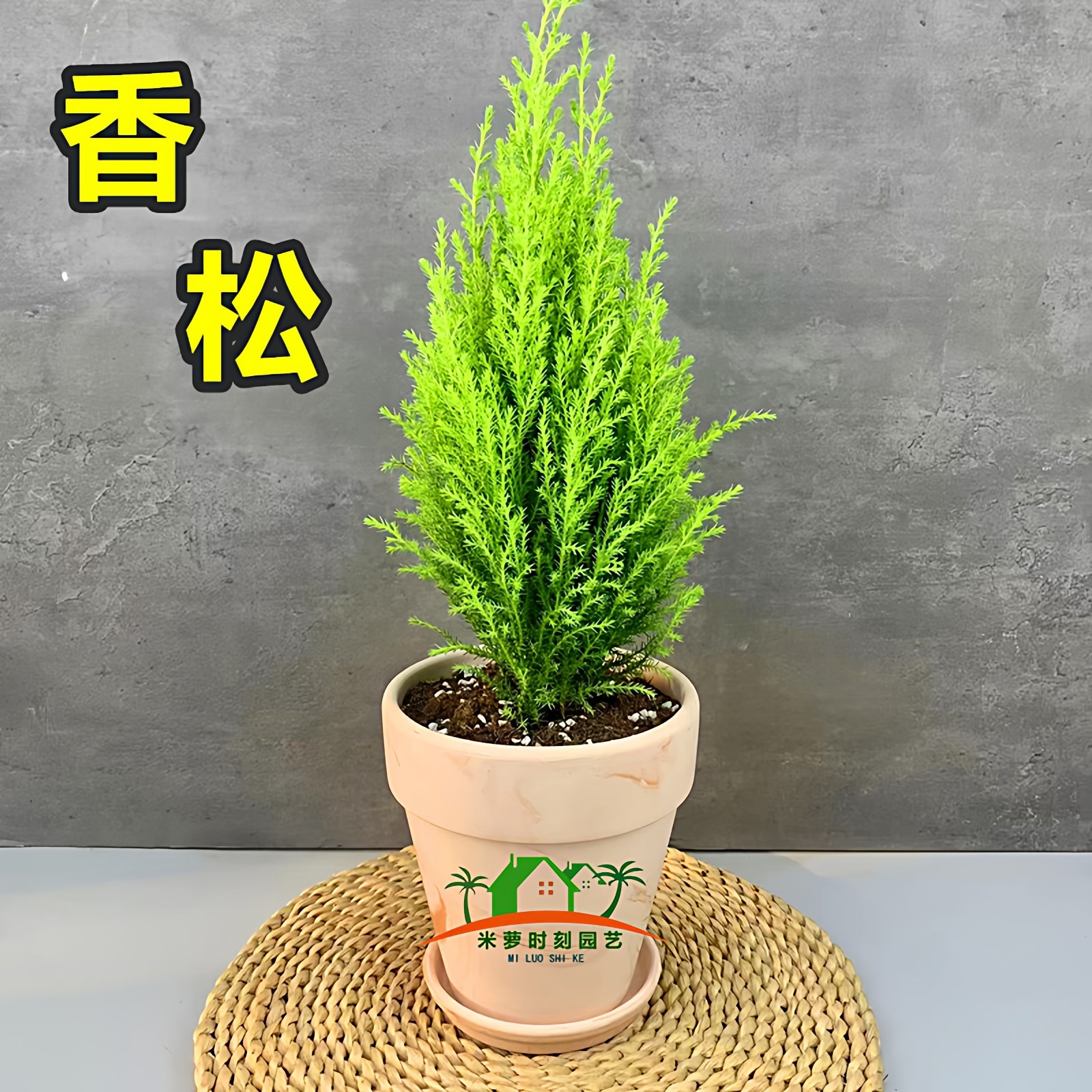 香松盆栽金冠柏绿植树苗盆景棒棒糖松树四季绿植办公室内好养香柏_虎窝淘