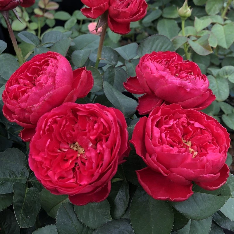 红色茶花女月季花大苗阳台庭院盆栽玫瑰花四季特大花浓香观花植物 - 图1