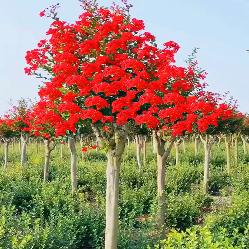 紫薇树苗花盆栽庭院种植红花天鹅绒百日红火箭丛生风景树别墅高档-图2