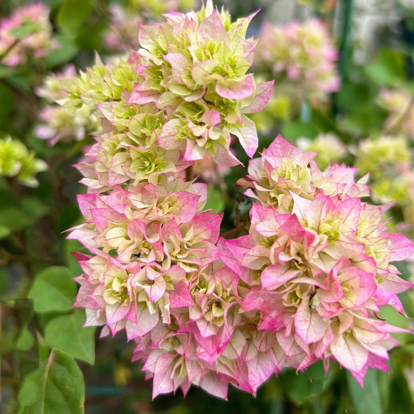 怡景粉三角梅老桩盆栽带花爬藤植物重瓣四季阳台庭院耐热好养易活,淘宝优惠券,粉丝福利购,淘宝优惠卷