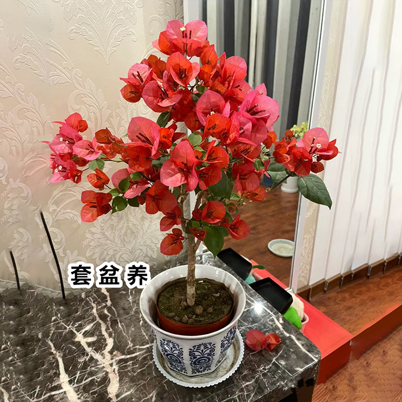 同安红三角梅原生盆栽带花爬藤植物重瓣阳台庭院地栽耐热好养绿樱,淘宝优惠券,粉丝福利购,淘宝优惠卷
