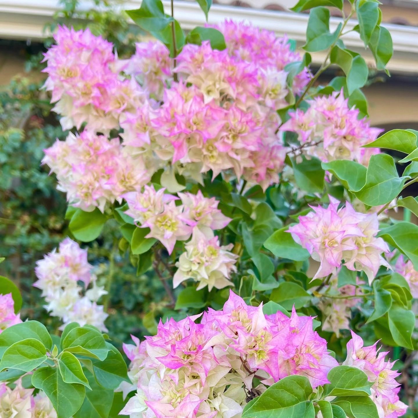 怡景粉三角梅老桩盆栽带花爬藤植物重瓣四季阳台庭院耐热好养易活,淘宝优惠券,粉丝福利购,淘宝优惠卷