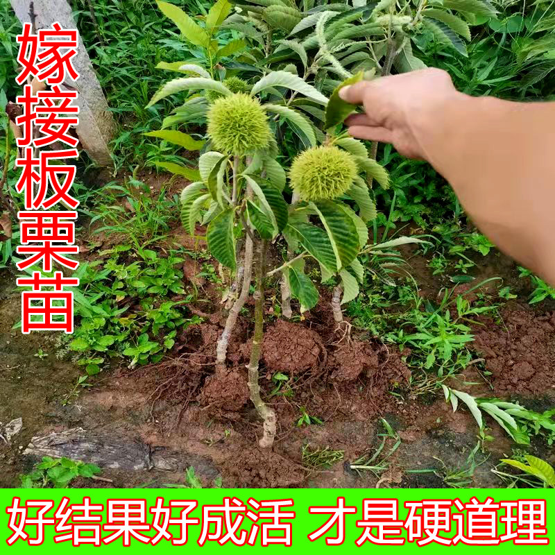 板栗苗树嫁接盆栽地栽当年结果南方北方种植特大板栗树大红袍板栗,淘宝优惠券,粉丝福利购,淘宝优惠卷