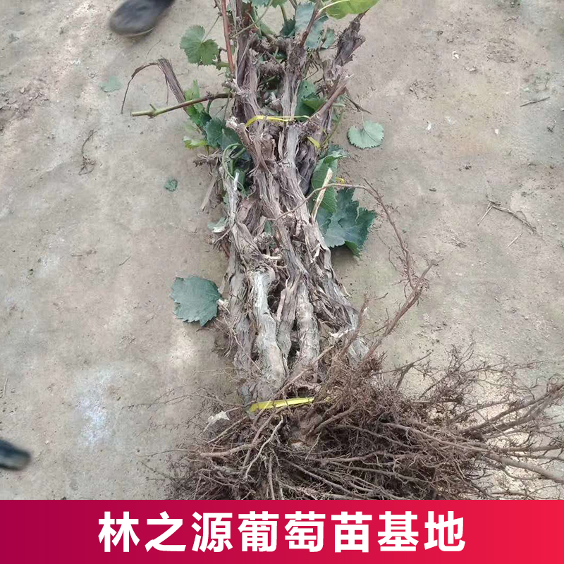 东北葡萄苗大苗果树果苗爬藤葡萄树苗葡萄树苖南北方种植当年结果