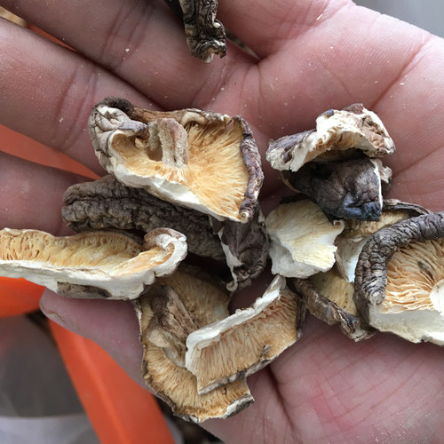 大碎片三厘米净重无干燥剂冬菇500g香菇干货散装蘑菇香菇碎片商用 - 图0