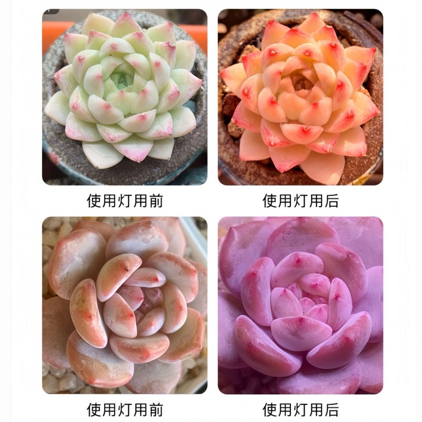 T8植物补光灯仿太阳全光谱LED组培灯多肉绿植蔬菜盆景育苗生长灯,淘宝优惠券,粉丝福利购,淘宝优惠卷