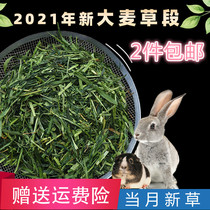 2021 New great wheat grass section 500g rabbit dragon cat guinea pig geranium Dutch pig hamster dried grass feed grain