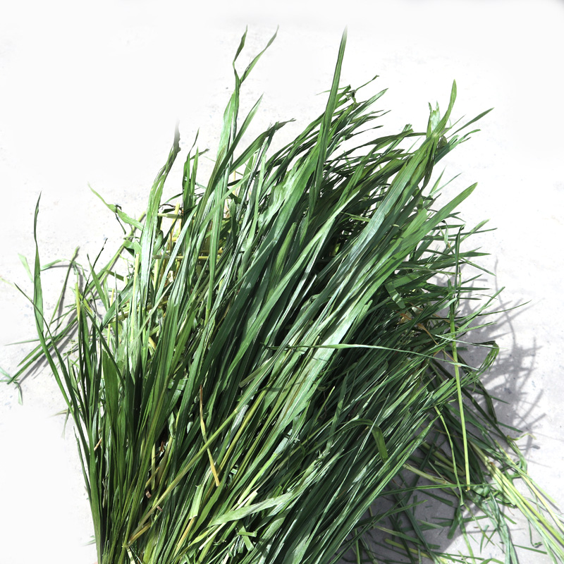 2024年果树草干草250克每件烘干果树草2件包邮 兔干草 龙猫牧草 - 图0