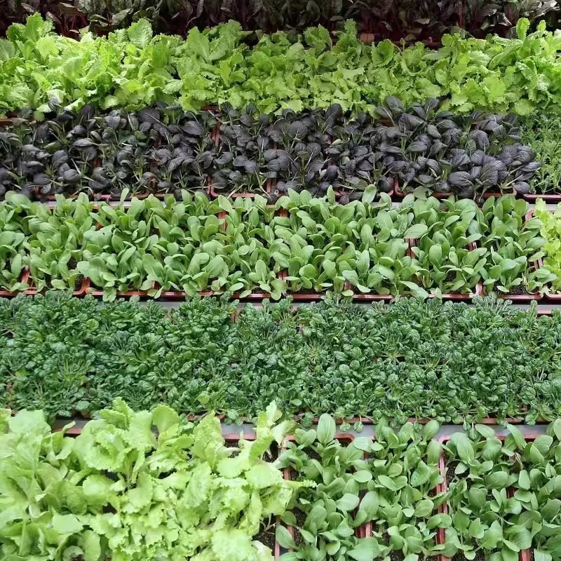 蔬菜种四季播盆栽阳台庭院香菜辣椒番茄黄瓜豆角香甜瓜原厂易种籽 - 图3