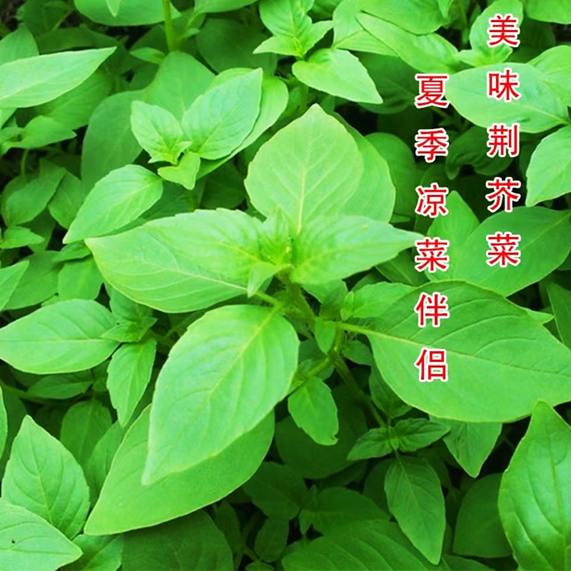 荆芥种子罗勒种孑蔬菜种籽大全四季盆栽菜种子种植矮生阳台春天-图2