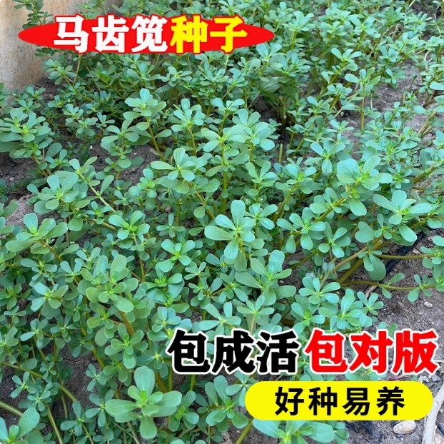 马齿苋菜种籽新鲜四季蔬菜种子马芷苋室内阳台庭院盆栽简单好种孑,淘宝优惠券,粉丝福利购,淘宝优惠卷