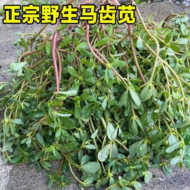 马齿苋菜种籽新鲜四季蔬菜种子马芷苋室内阳台庭院盆栽简单好种孑,淘宝优惠券,粉丝福利购,淘宝优惠卷