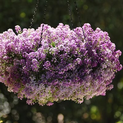 香雪球花种子籽 四季开花的花种易活 花卉植物盆栽种子耐寒易爆盆