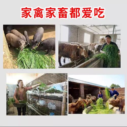 牧草种子黑麦草子种籽多年生南北方四季种植畜牧养殖牛羊猪鱼草籽 - 图2